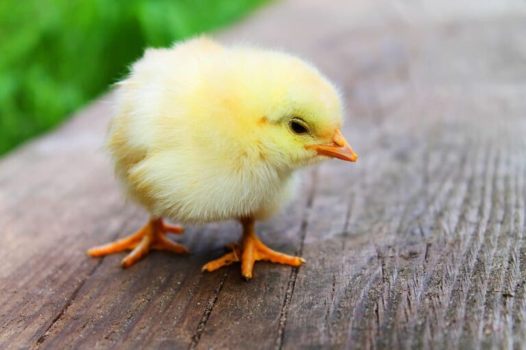 easter-chicks-baby-beautiful