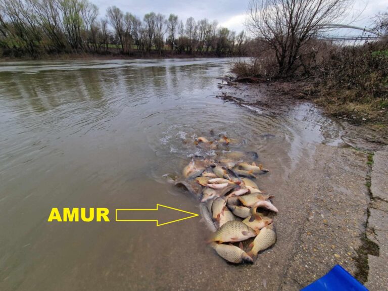 amúr