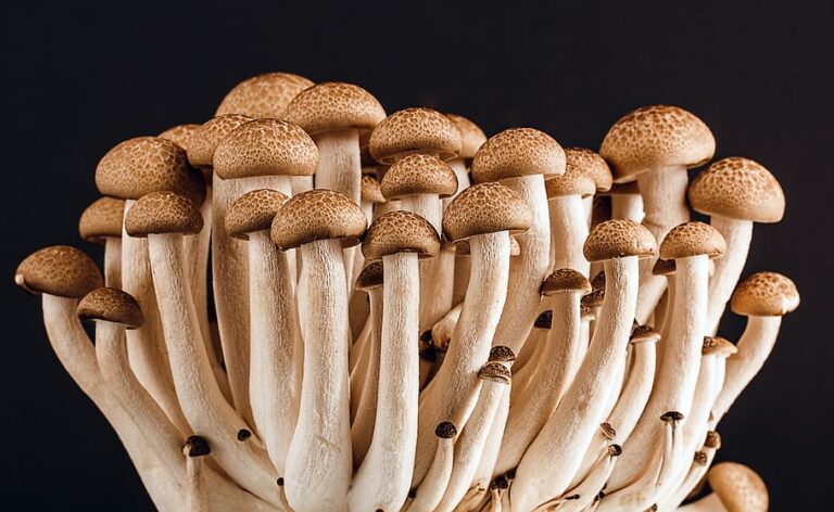 boletus-champignon-delicious-edible