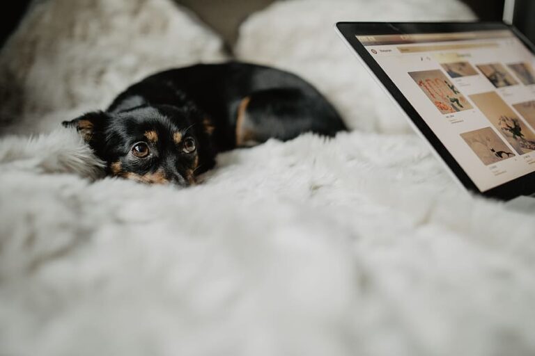 dog-pet-animal-cute