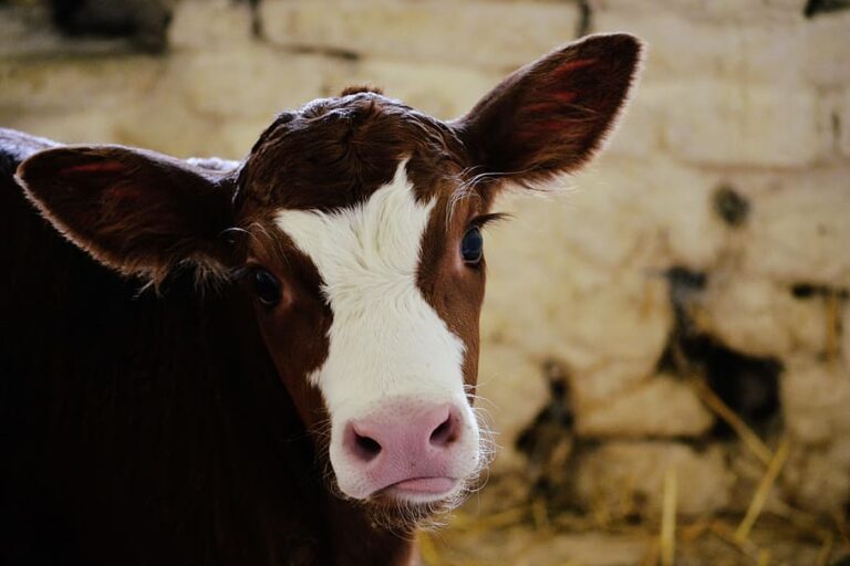 nature-cow-cows-farm