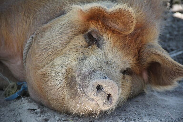 pig-sleep-happy-pig-farm